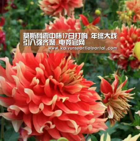 开云电竞官网